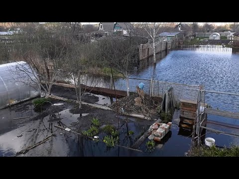 Океан в огороде. Садовое товарищество в Добрушском районе оказалось под водой видео