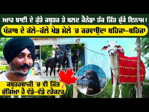 ਆਹ ਬਾਈ ਦੇ ਕੁੱਤੇ ਕਬੂਤਰ ਤੇ ਬਲਦ ਕੈਨੇਡਾ ਤੱਕ ਜਿੱਤ ਚੁੱਕੇ ਇਨਾਮ ! | Pro Punjab Tv