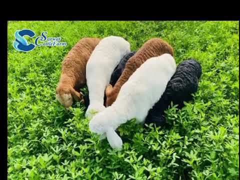 Take A Look Into Sarwat Cattle Farm