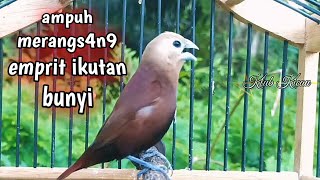 Download lagu bird chirping sounds sparrow Java finch white-headed munia 146 mp3
