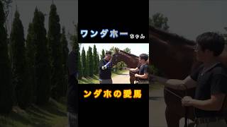 【癒し】ンダホの愛馬！ #フィッシャーズ切り抜き #フィッシャーズ #シルクロード #モトキ #マサイ #ンダホ #ザカオ #ダーマ #馬 #競走馬 #shorts #short