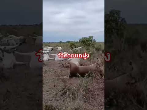 ตายหมดเลย เกิดอะไรขึ้น #สัตว์เลี้ยง #วัว #ไวรัล #เลี้ยงวัว #ชาวบ้าน #กระแส #ชนบท #ด่วน #ข่าวด่วน
