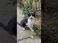 Long Meow Tuxedo Tuxedocat Meow Meows Meowing Cutecat Dramatic Funny Funnycat Weird Oddly