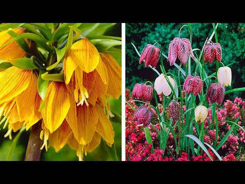 How to Plant Fritillaria Meleagris: Spring Garden Guide