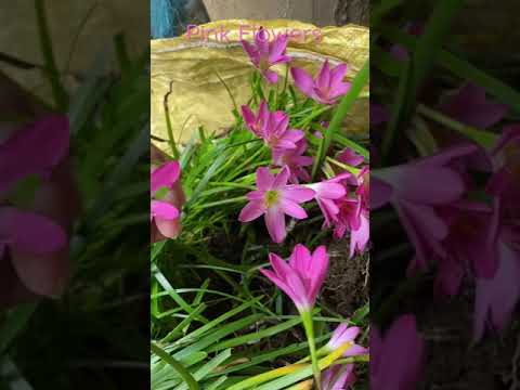 Pink Flowers New Collection