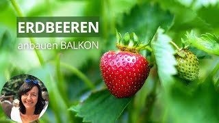 Erdbeeren im Balkonkasten pflanzen -  Erdbeeren im Topf | Erdbeeren auf dem Balkon