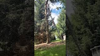 Man Standing on Ladder to Cut Tree Falls Miserably - 1500814