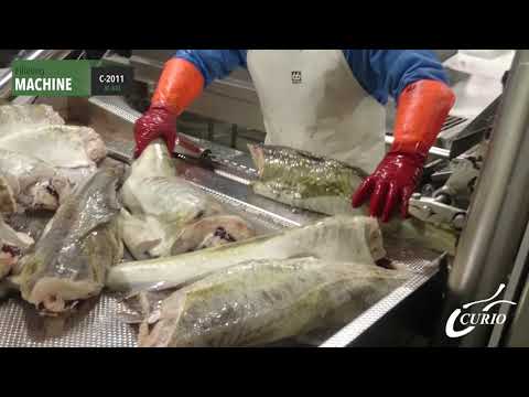 Whitefish filleting - Curio
