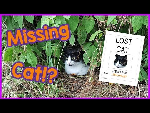 What to Do When Your Cat Goes Missing! How to Find a Lost Cat!