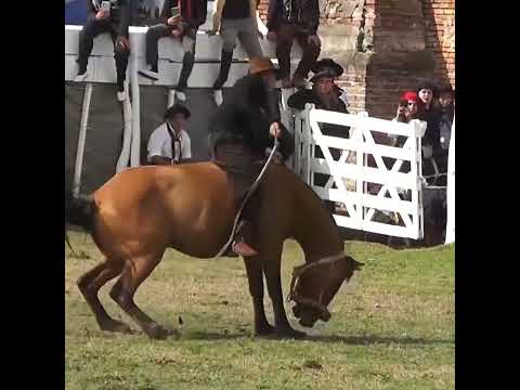 Montas en Clina en Los Naranjos Hasenkamp Entre Ríos Parte 3