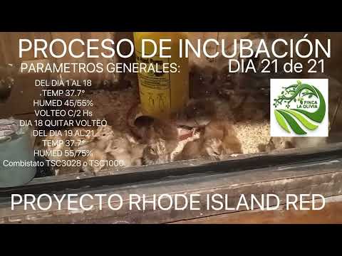 PROCESO DE INCUBACIÓN DIA 21/21 FINAL CON ECLOSIÓN 