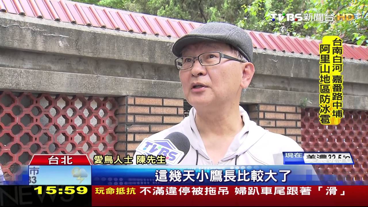 獨家／動保關切「勿驚擾幼鳥」　愛鳥人士：封路算了