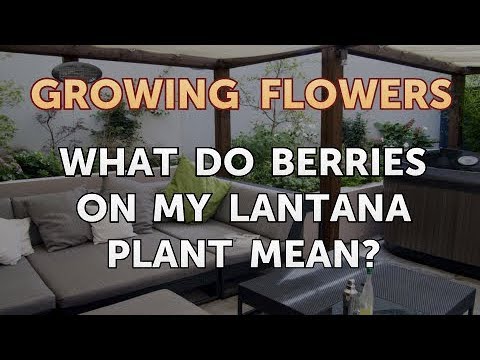 How to Grow Lantana From Saved Seeds