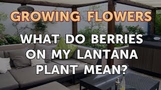 What Do Berries on My Lantana Plant Mean?