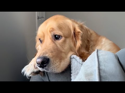 Por eso los perros se odian