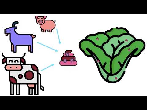 Shiga toxin-producing E. coli (STEC) introduction video