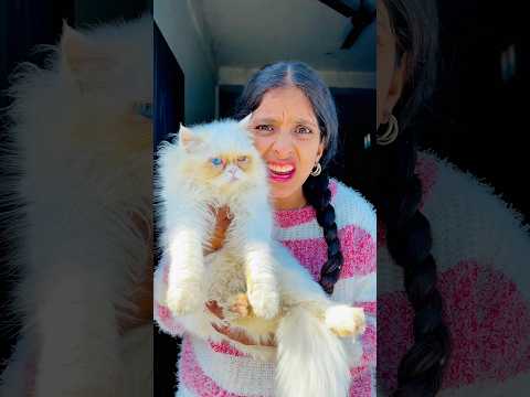 New cat phir aa gayi 😱🐈 | Mini Vlog #shorts #minivlog #ashortaday #vlog #trending #cats #cat