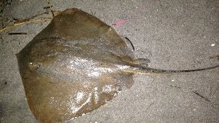 preview picture of video 'アキーラさん釣り！浜名湖・弁天島・エイ（アカエイ）を釣り上げる！Stingray,Fishing,Lake-Hamana,Shizuoka,Japan'