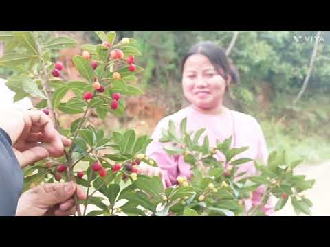 Mahuithei (Red Berry 🍓🍓🍓) Vapha kashai,,,,, with Friends