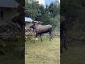 HUGE Bull Moose Knocks Over Tree!