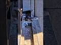 A Peregrine Falcon Chick Was Unable To Return To Its Nest To Eat Nest Birds Wildlife Falcon