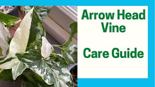 How to Care For Syngonium Podophyllum Albo Variegatum | Arrow Head Vine