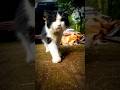 Keyko The Tuxedo Cat With 94 Percent Aura Meow Meow So Catchy Cat Shorts Catshorts Catvideos