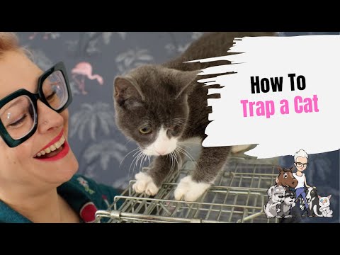Episode 10: How to Trap a Cat 🐱 How to Catch Kittens Under a House 🐱