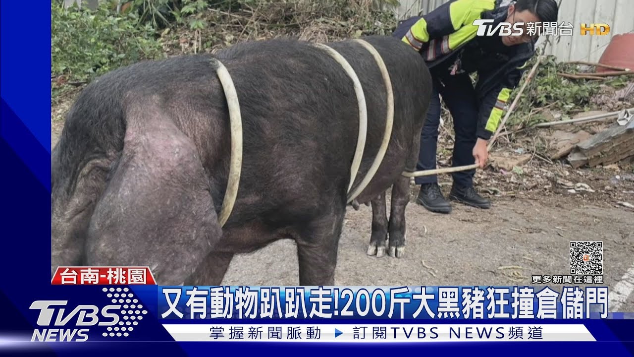 又有動物趴趴走！牛上國道釀連環撞　200斤黑豬闖倉儲
