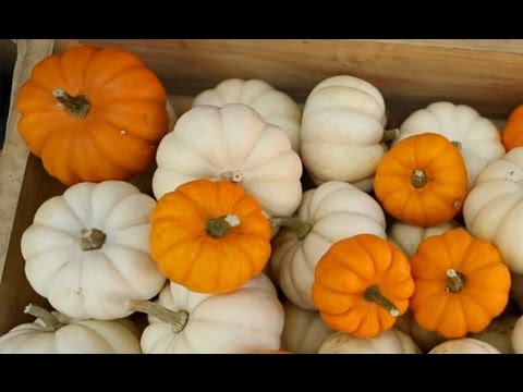 Farmers' Market Tips: Picking the Right Pumpkins for Cooking