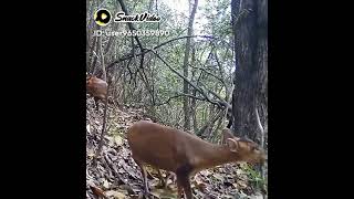 Download lagu suara anak rusa mp3