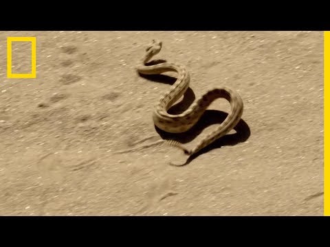 Le crotale cornu, terreur des sables