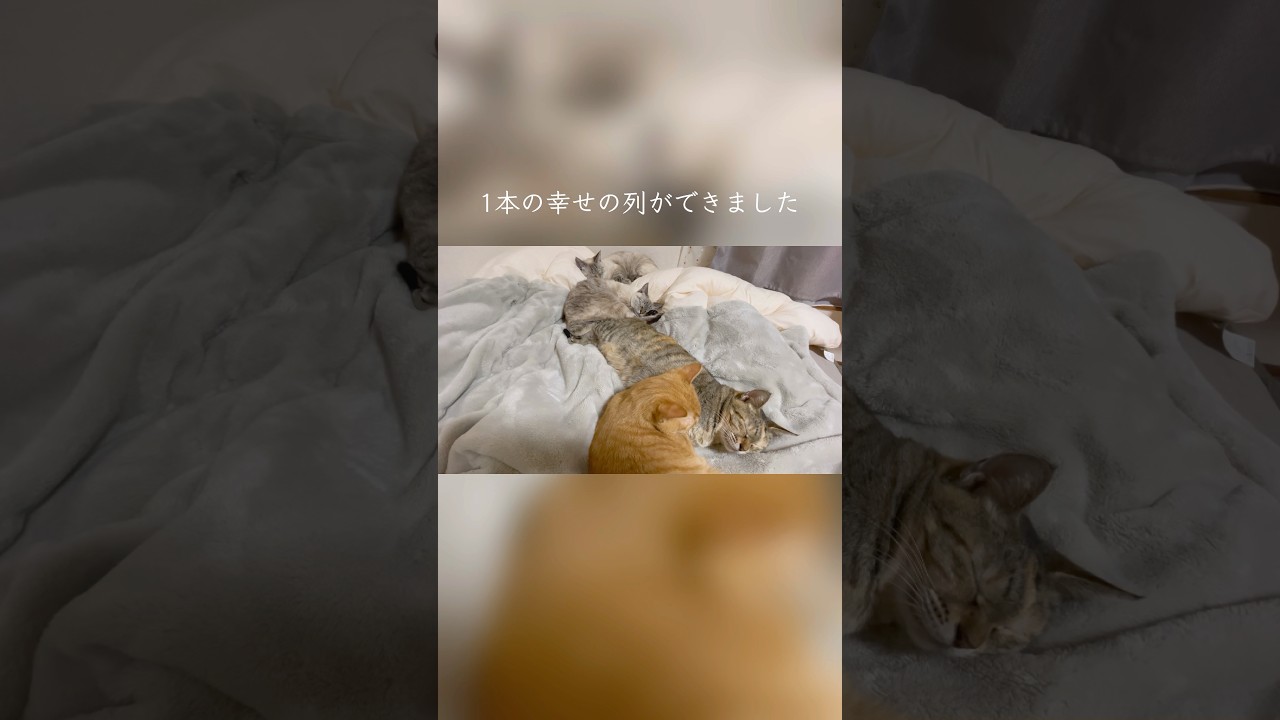 縦列睡眠する猫の親子／疲れが取れる癒しの存在 #猫のいる暮らし #保護猫
