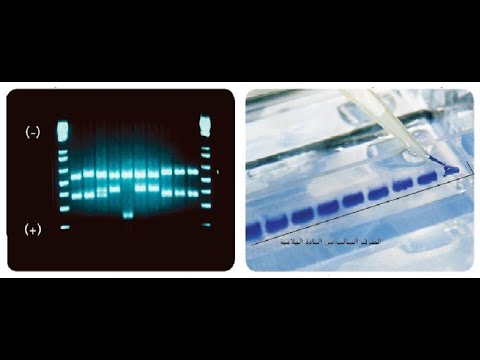 تكنولوجيا الحمض النووي - الجزء الثاني - بريدج