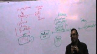 4)Dr.Mohamed Elsebai 2/12/2014 [Regulation of B-oxidation - Metabolic disorders ]