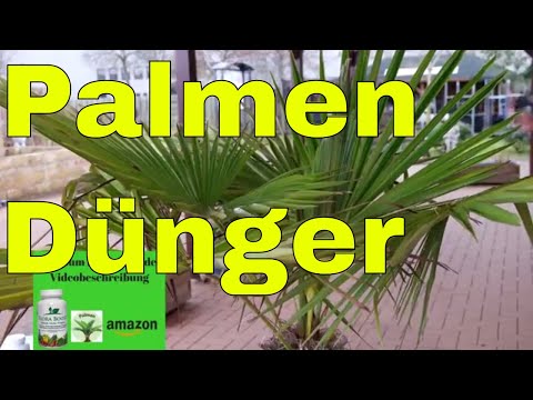 ✅ Palmendünger - Wann soll man Palmen düngen - Welchen Palmen Dünger soll ich nehmen