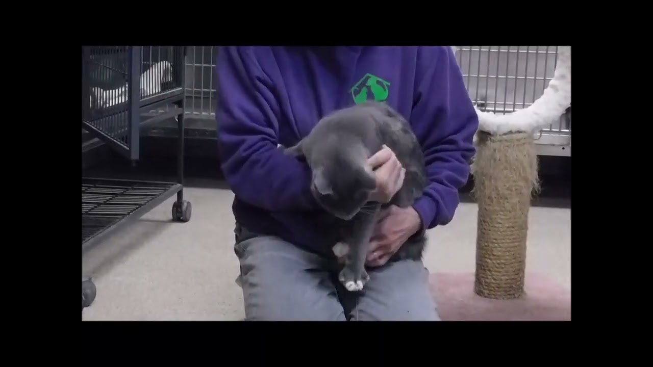 DOVE, a ADOPTABLE Domestic Short Hair in Ironwood, MI video 6/6