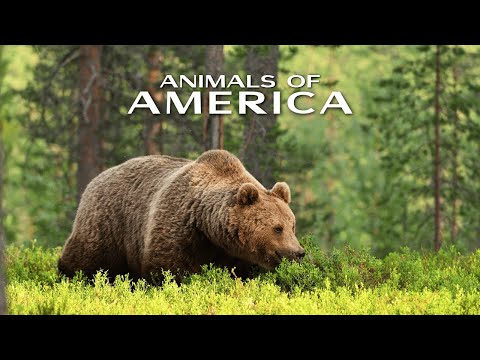 Animals of America 4K | Stunning Wildlife & Nature Relaxation Film