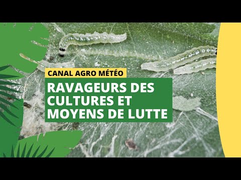 , title : 'Canal Agro Météo : Ravageurs des cultures et moyens de lutte'