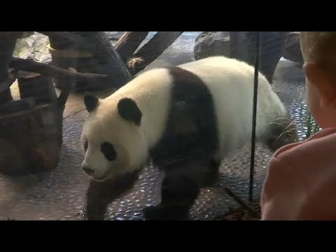 Frau Meng Meng, sind Sie schwanger?