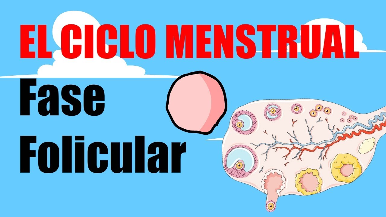 🩸El CICLO MENSTRUAL 🩸 Fase Folicular 🩸Menstruación y Fase proliferativa🩸