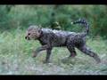 Tribute To The Big Cat Diary Star Cheetahs