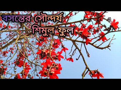বসন্তের সৌন্দর্য শিমুল ফুল | The beauty of spring is Shimul flower | Zoyaddar Creativity |