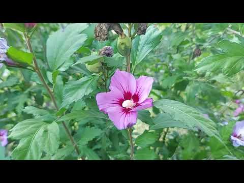 Hibiskus Vermehrung durch Samen