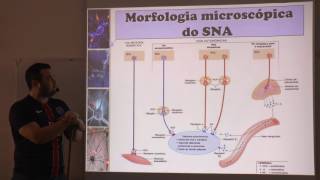 Sistema Nervoso Visceral (Autônomo) - Uma breve explicação anatômica e morfofuncional