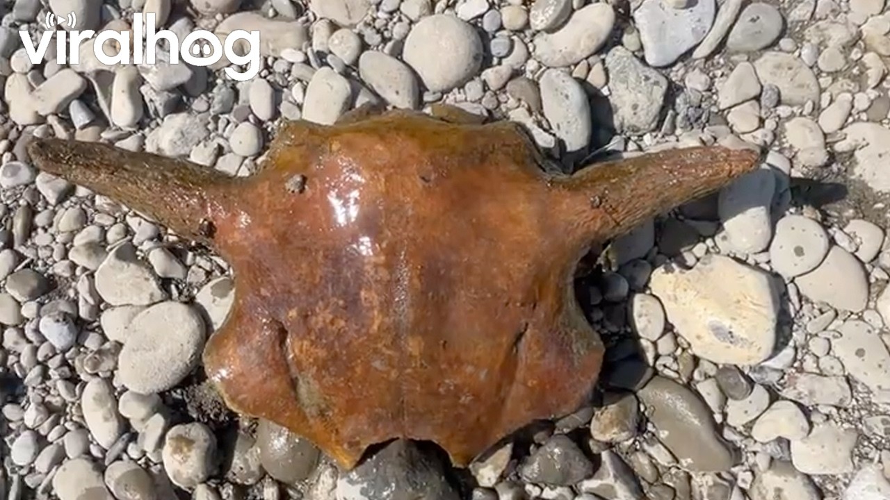 Ancient Bison Skull || ViralHog