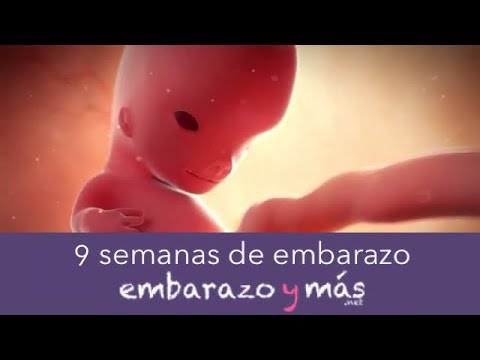 9 semanas de embarazo - Segundo mes - EMBARAZOYMAS