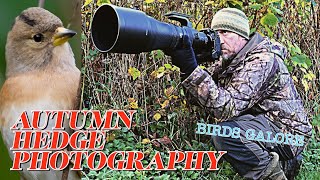 AUTUMN HEDGEROW PHOTOGRAPHY - ELEVATED HIDE - NIKON 600mm f4 TC VR S
