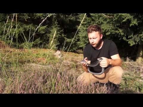 DIe Winterstarre der Ringelnatter