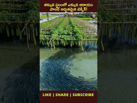 Aquaponics: Smart Farming You Must See! 🪴😱 #youtubeshorts #ytshorts #viral